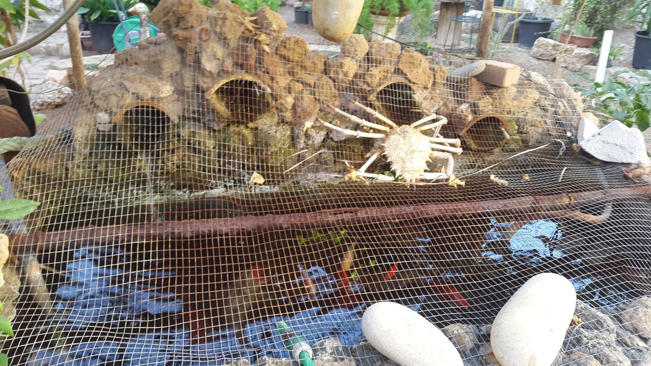 Mystery Garden Guest House 法马古斯塔 外观 照片